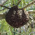 Abelhas /Enxames