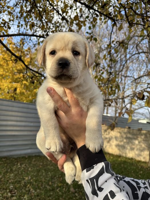Чарівний хлопчик лабрадора з документами і вакциною
