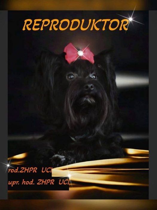 Yorkshire terrier Black Malutkie Mini Mini