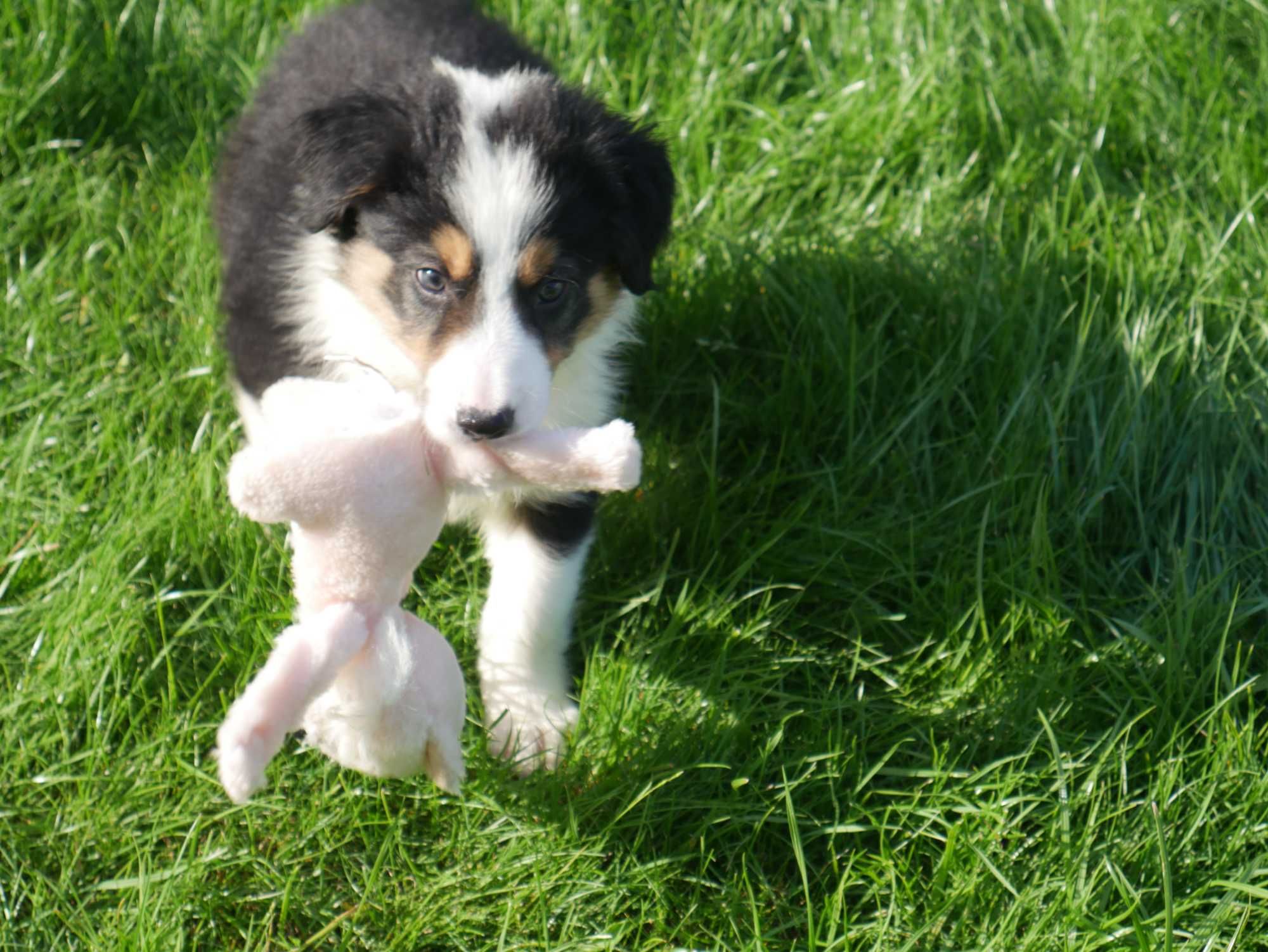Border collie - Tri Color