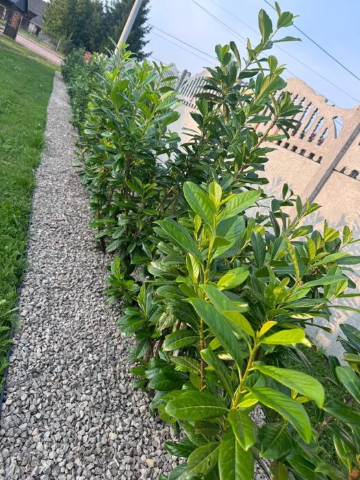 Laurowiśnia Novita sadzonki na żywopłot 100-130cm 3krotnie cięte