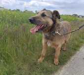 Cudny Bery do adopcji