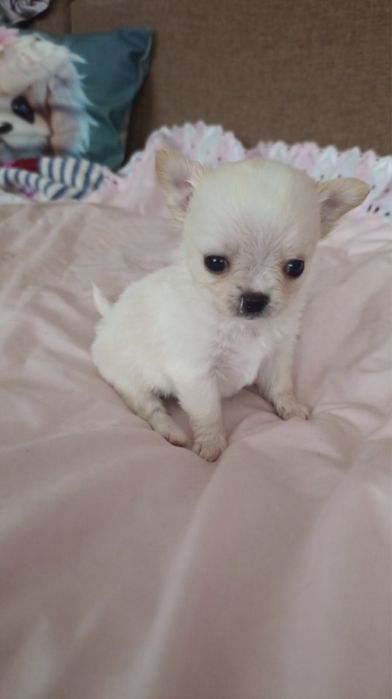 Чіхуахуа хлопці і дівачинка