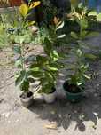 Planta goiaba ananas