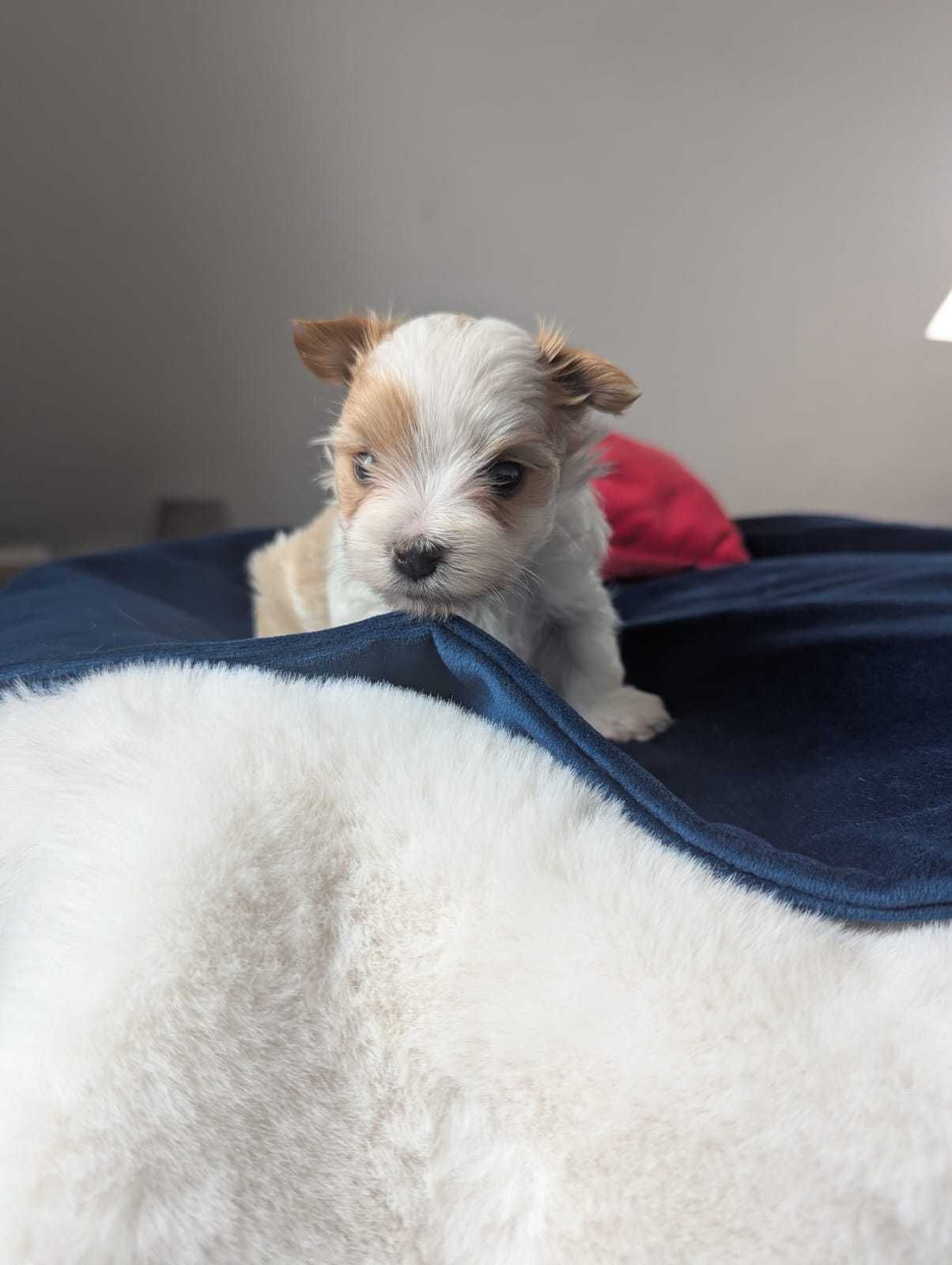 Piękny chłopiec Golddust Yorkshire Terrier po cudownych rodzicach