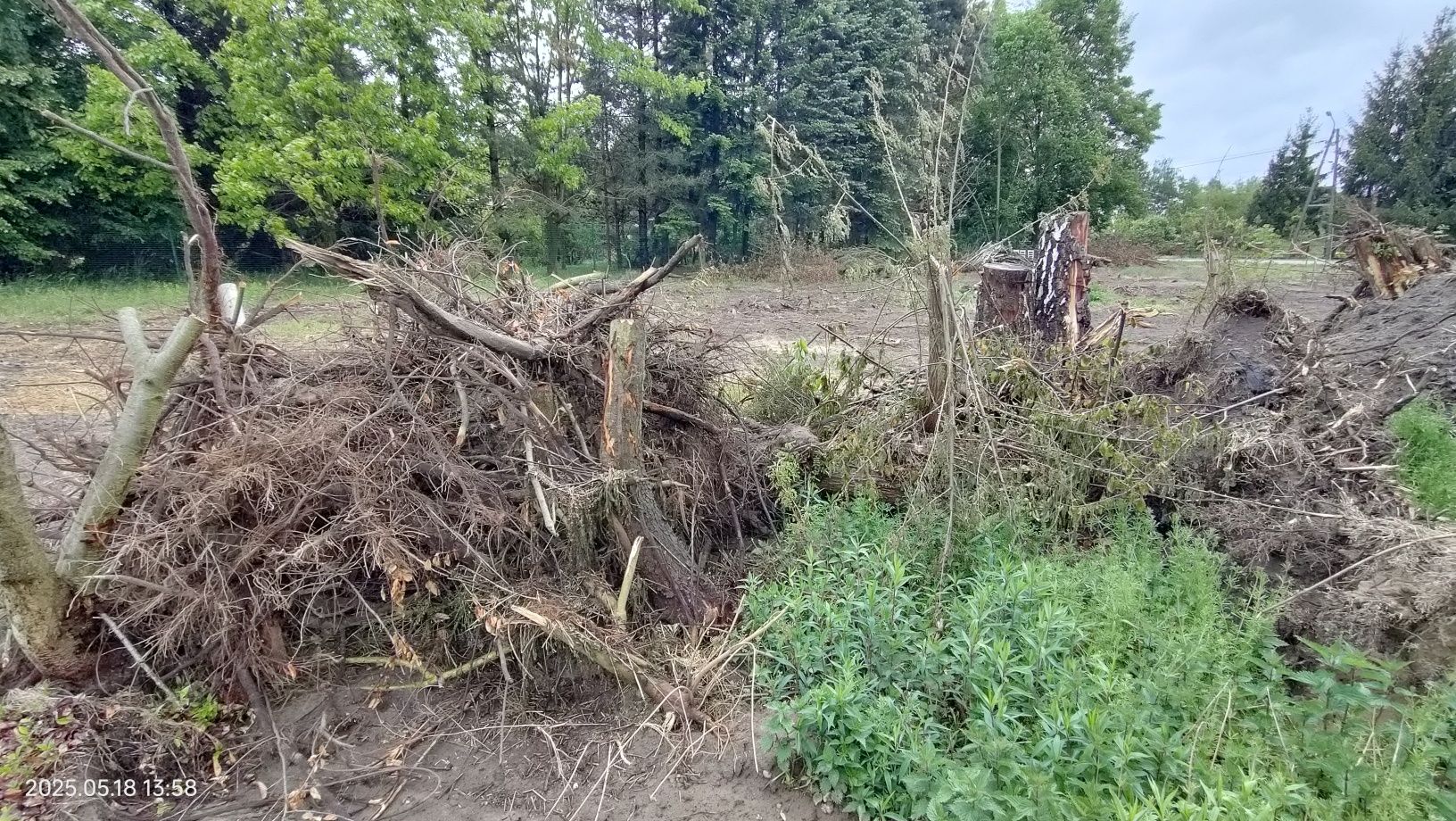 Oddam korzenie duże