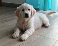Golden Retriever FCI