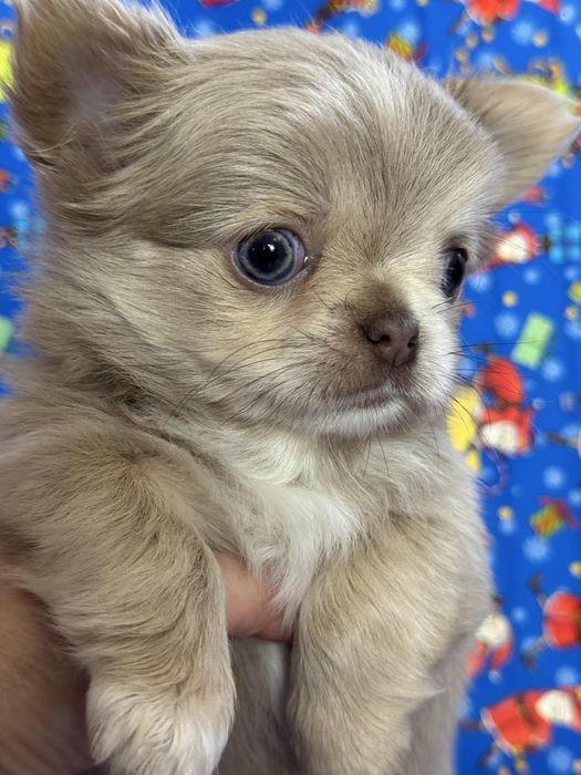 Мальчик чихуахуа дл. ш.