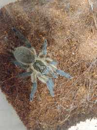 Harpactira Pulchripes SAMICA