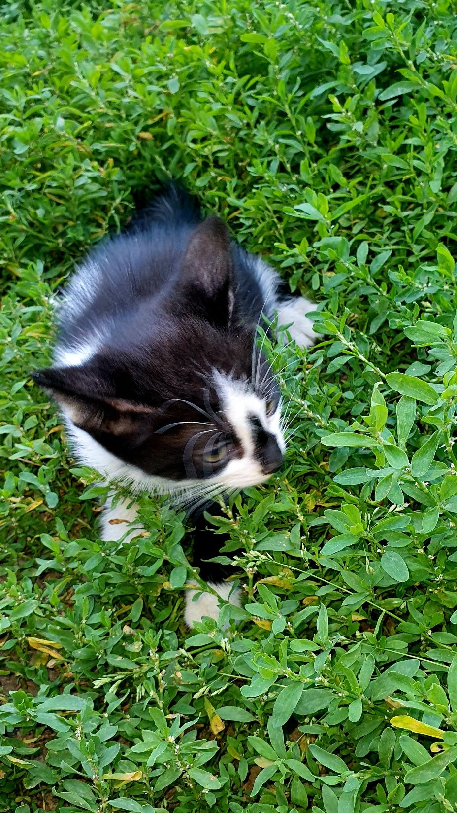 Котята ищат дом и настоящую семью