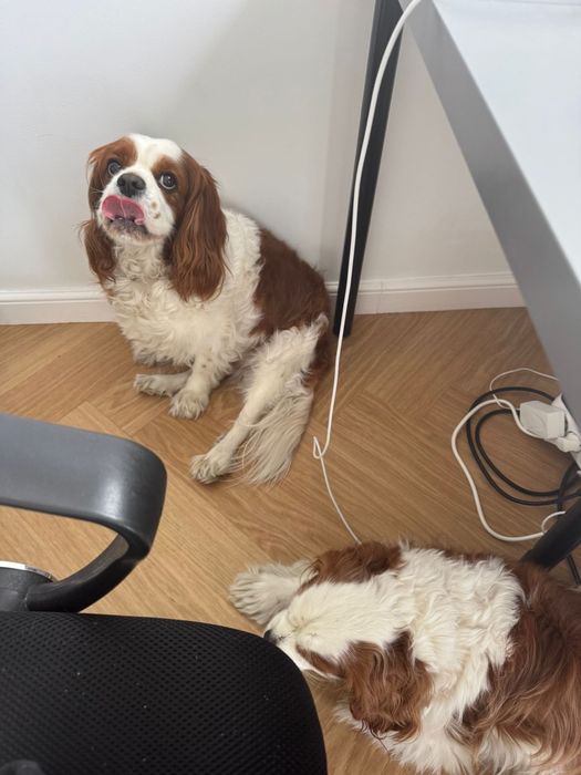 Opieka nad psem w domu – małe i średnie psy, cały tydzień, weekendy