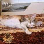 Gatinha para adopção