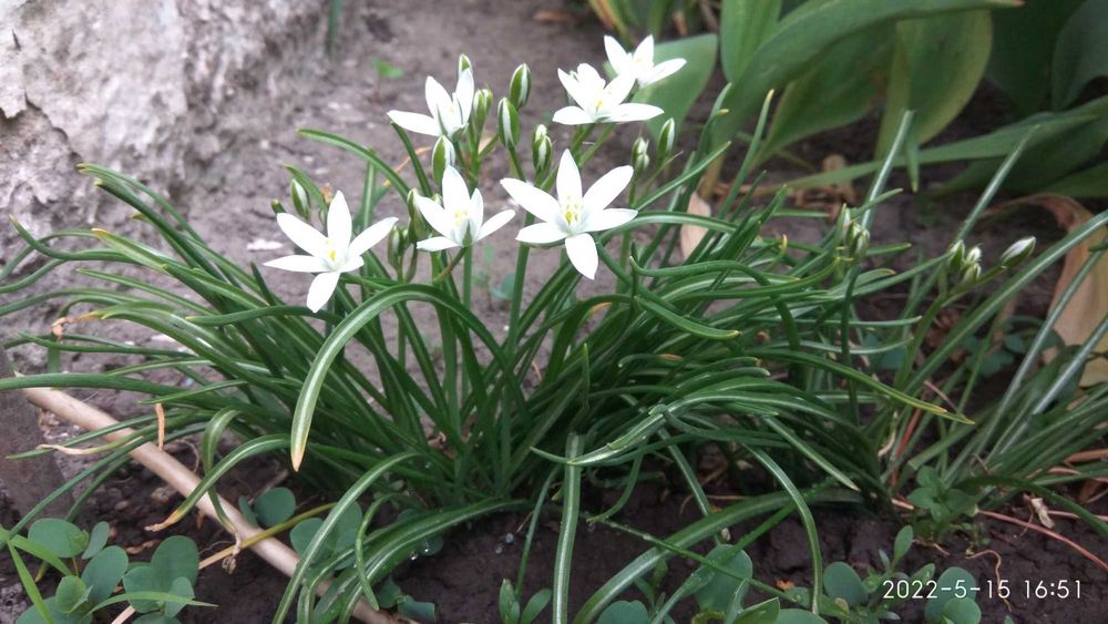 стахис, хосты,  птицемлечник