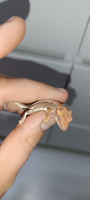 Gekon Orzęsiony młodziak