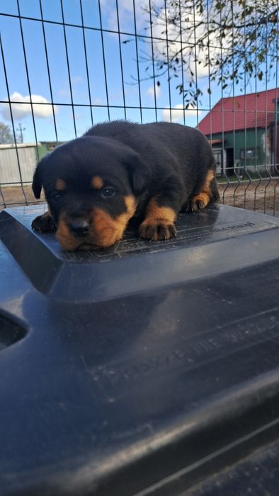 Suczka Rottweiler