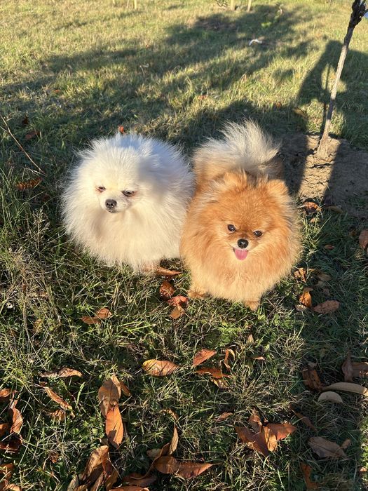 Carmen szpic pomeranian