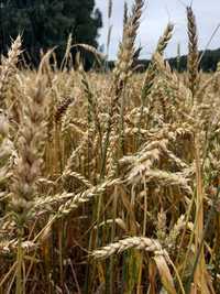 Продається пшениця, ячмінь,та кукурудза