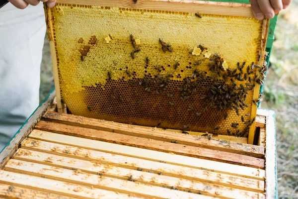 Пчелопакети пчели
