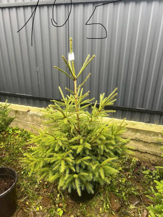 Ялинка в горщику(жива)