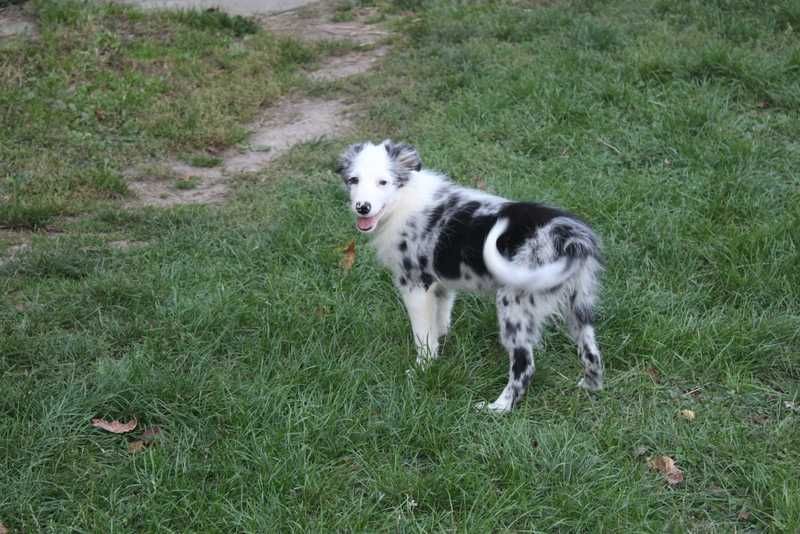 Border Collie-sprzedam slicza sunie