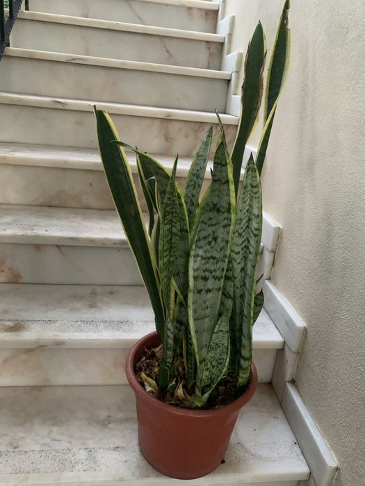 Vaso grande com a mítica espada de São Jorge mais a de Santa Barbara