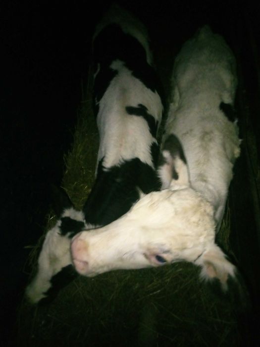 Cielak Jałówka  i Byczek