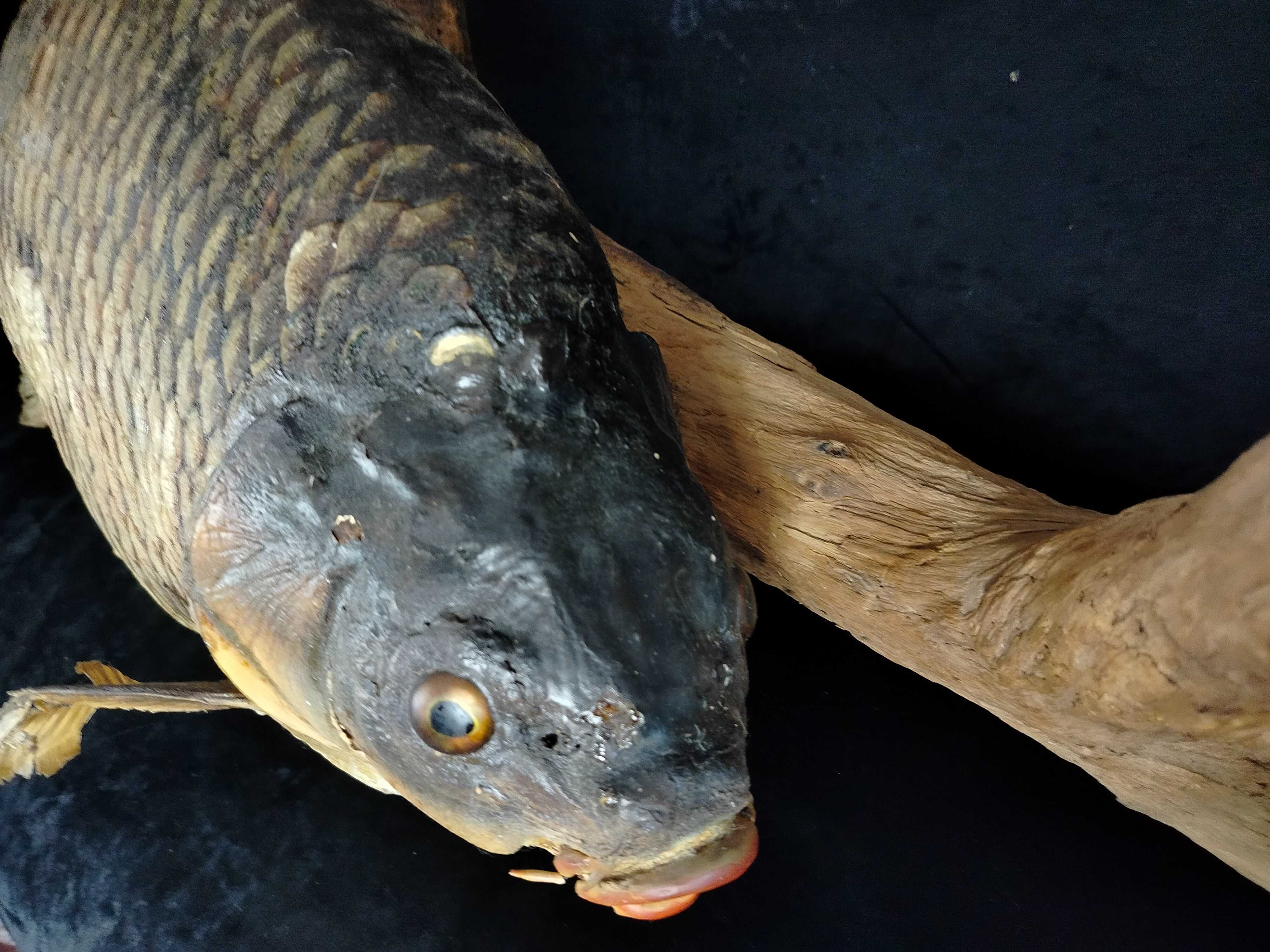Wielki spreparowany Karp dekoracja na łowisko potwór DR1090