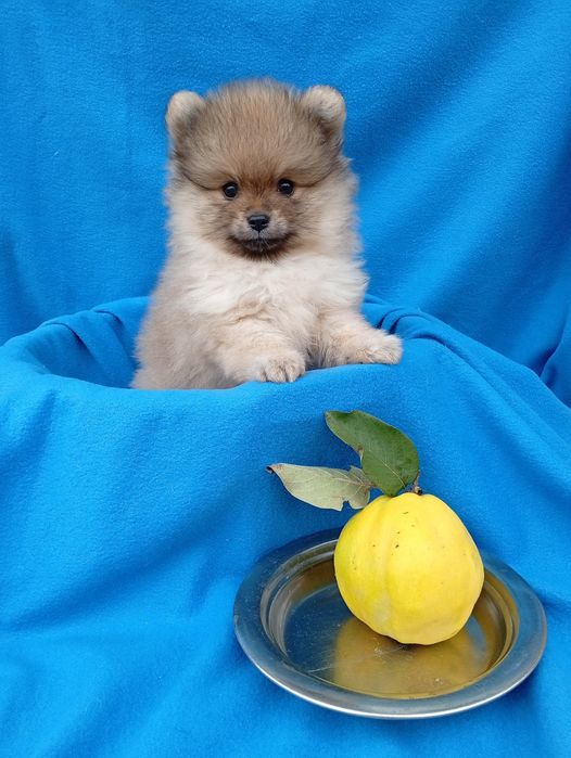 Шпіц хлопчик- красунчик