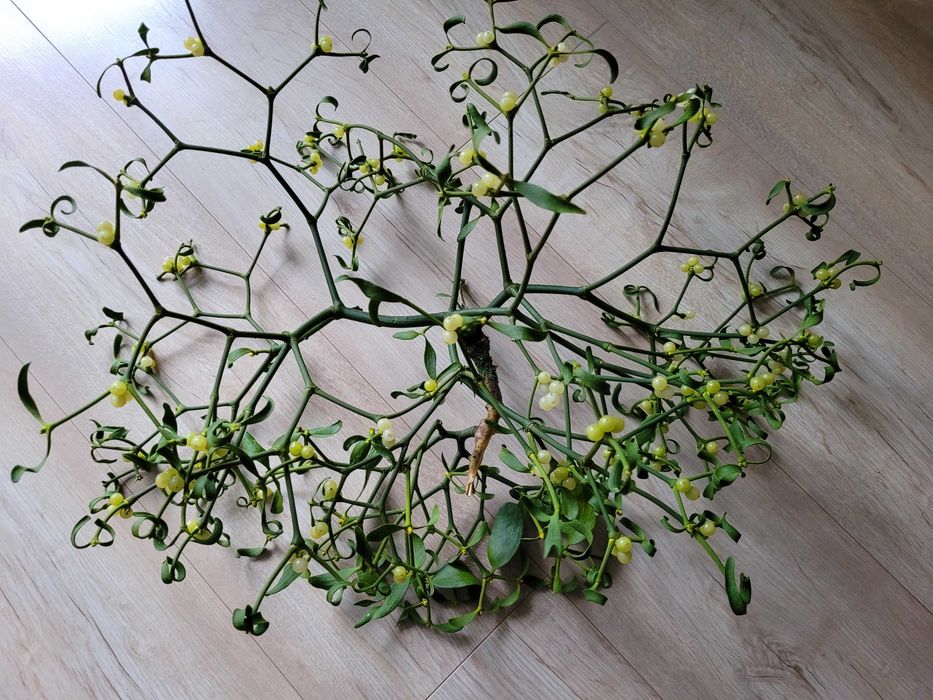 jemioła na gałązce lub jemioła w pęku