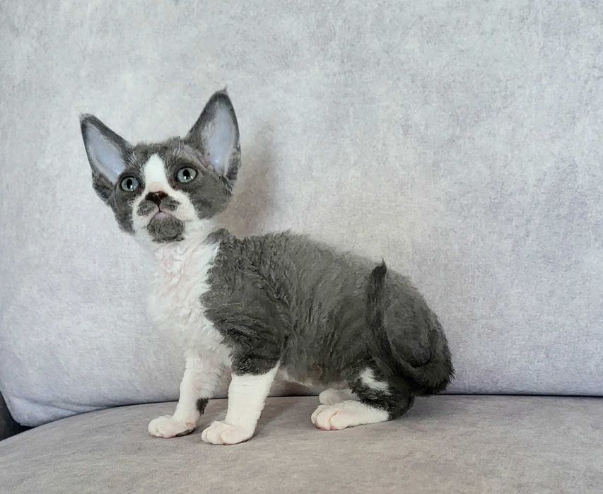 Dziewczynka devon rex gotowa na zmianę domu FPL