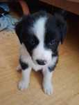 Szczeniak border collie