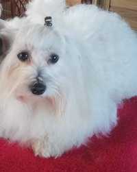 Coton de tulear .