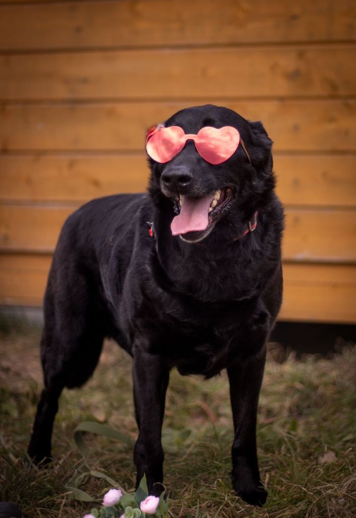 Max- wierny pies w typie labradora szuka domu