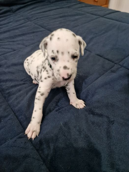 Dálmata lindíssimo