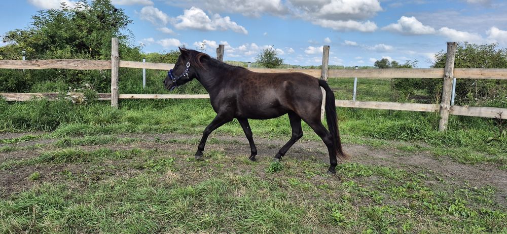 Kara klacz huculska 4,5 roku hodowla, dla dziecka