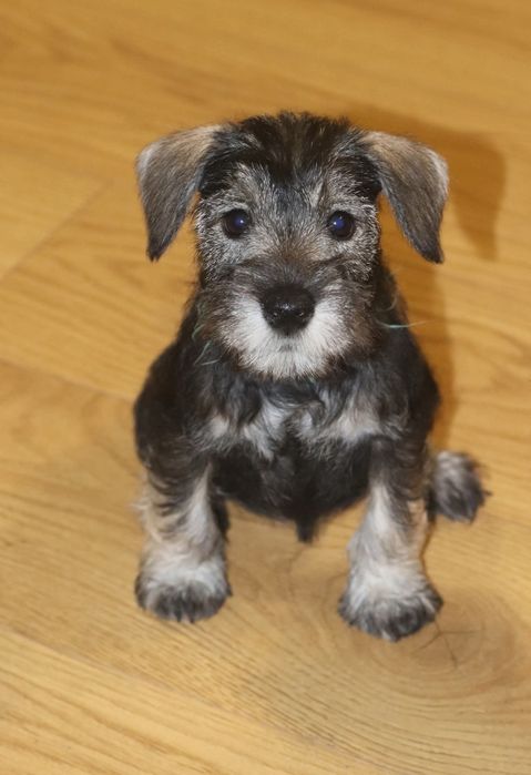 Веселі перчинки підросли