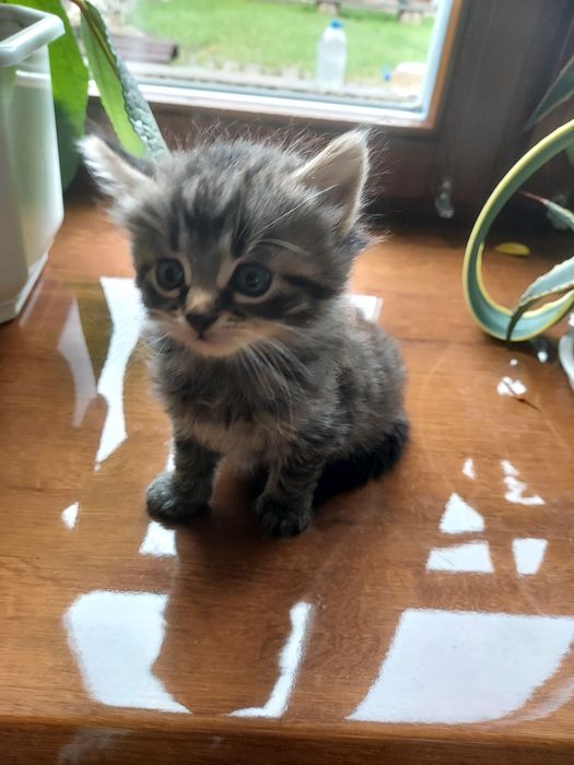 Кошеня  хлопчик пухнастий