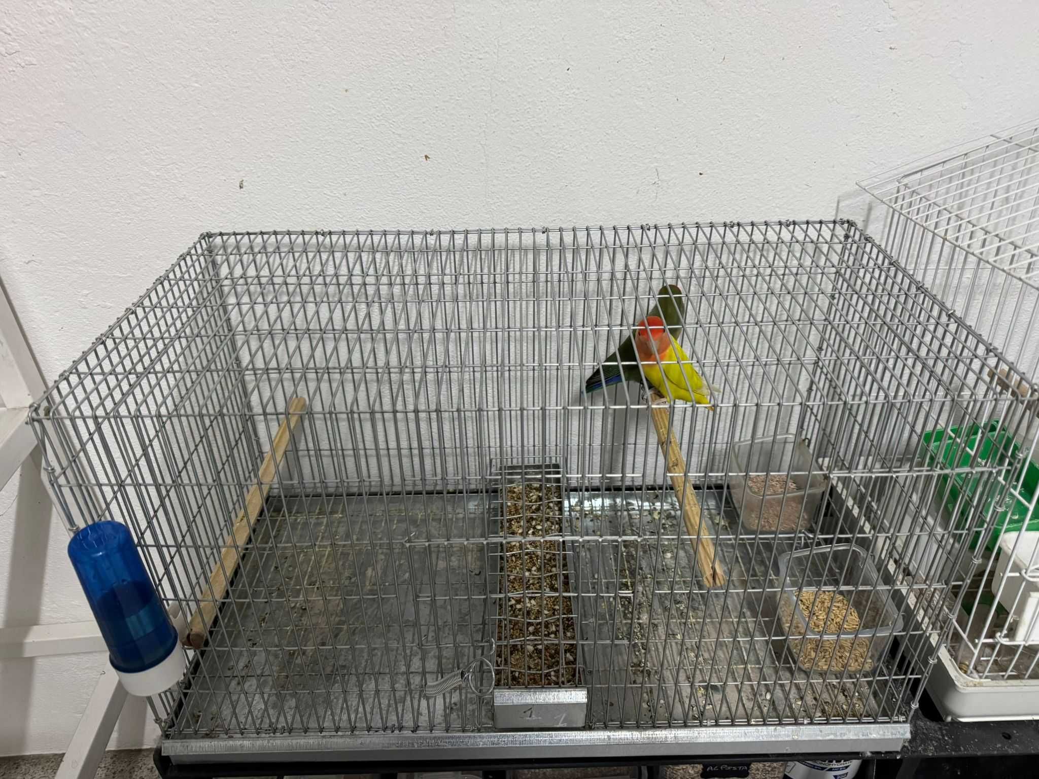 Gaiola galvanizada e gaiola branca