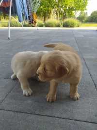 Golden retriver piesek