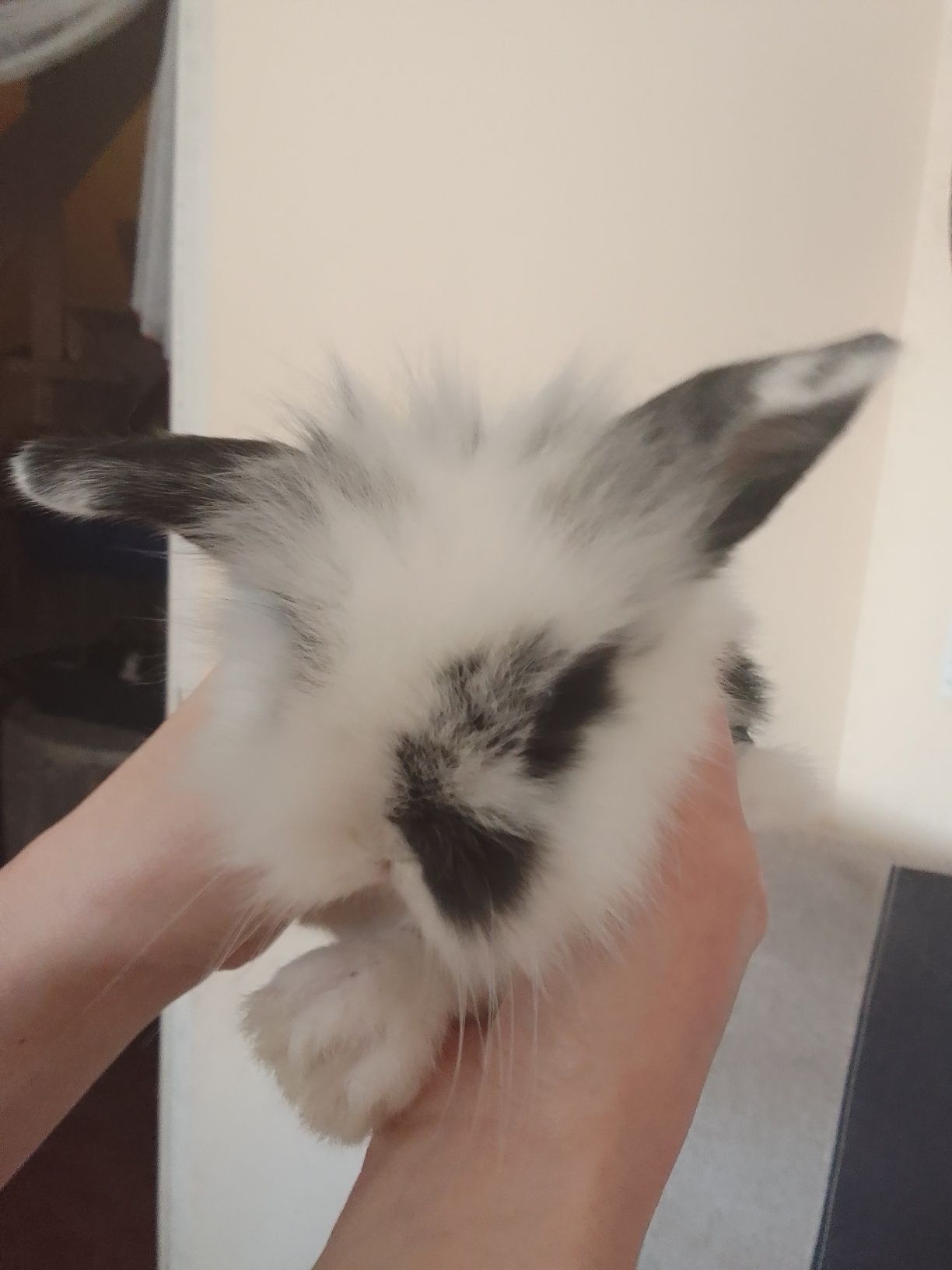 Królik miniaturka Teddy