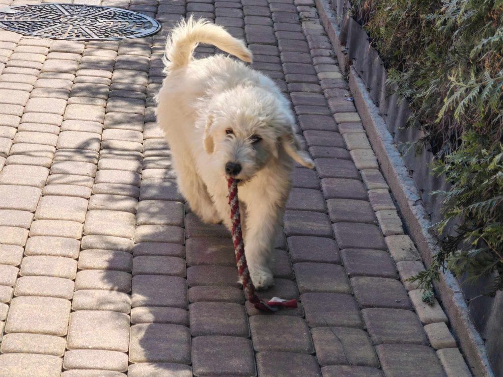 Suczka labradoodle z metryczką