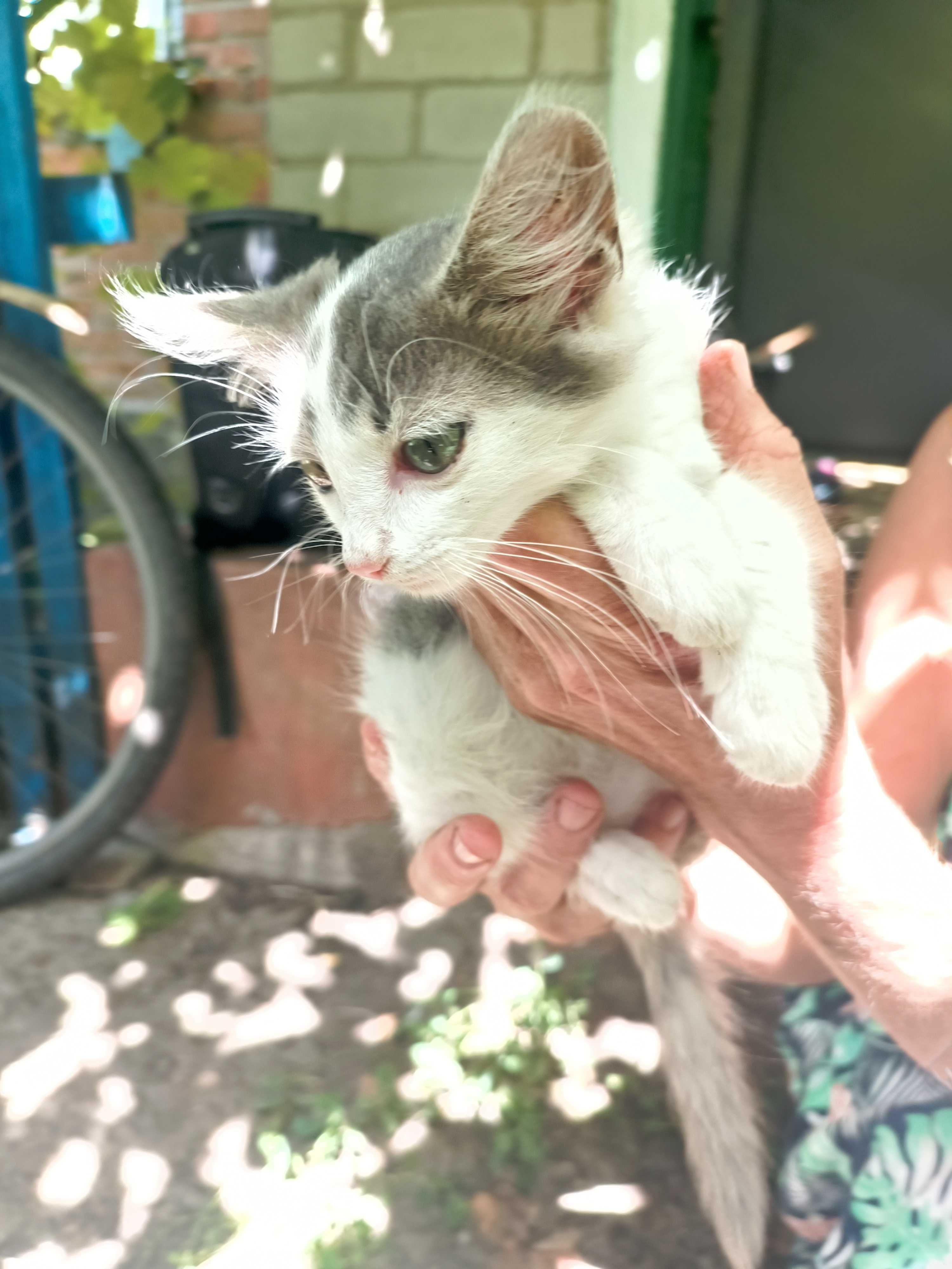 Віддам кошенятко в добрі руки