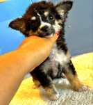 Chihuahua pequena