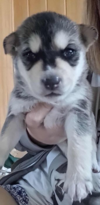 Husky, mieszańce do oddania za tydzień!