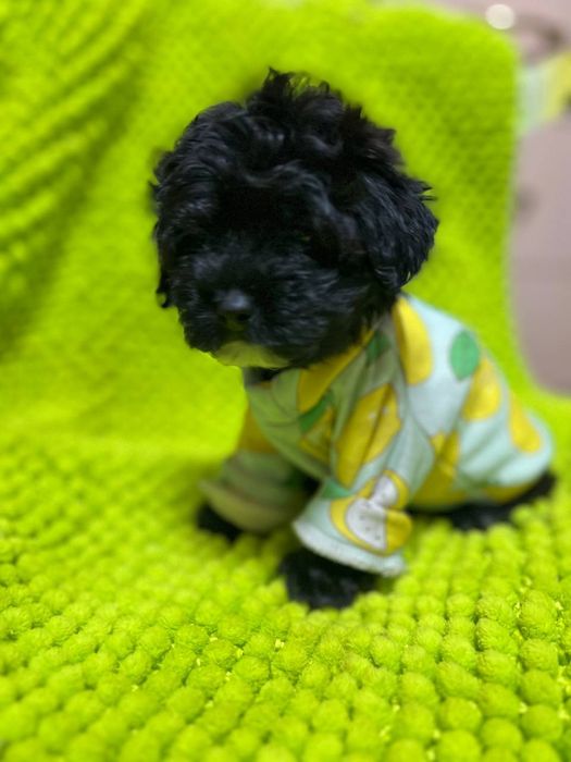 Очаровательные щенки Мальтипу