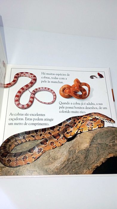 A Roda dos Animais Selvagens