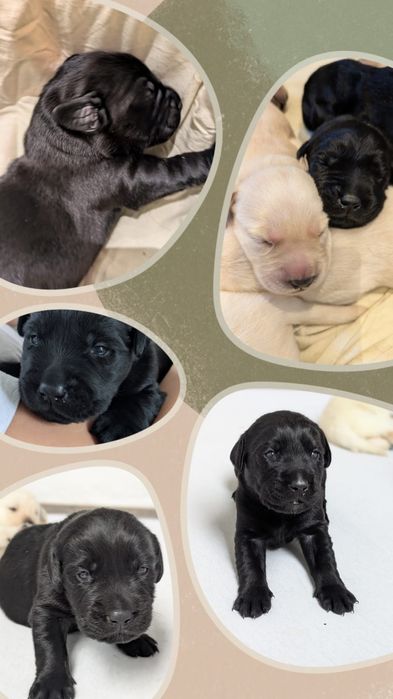 Labrador szczeniak czarny (suczka ) z rodowodem