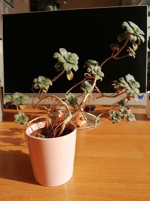Aeoniun haworthii "Kiwi" duża roślina