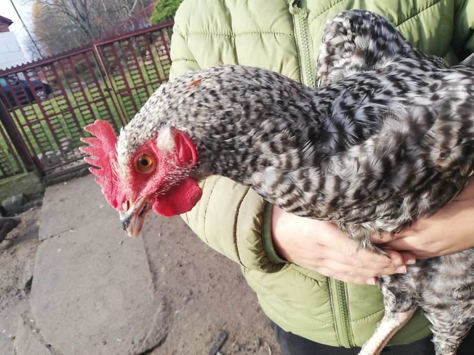 Sprzedam młode koguty