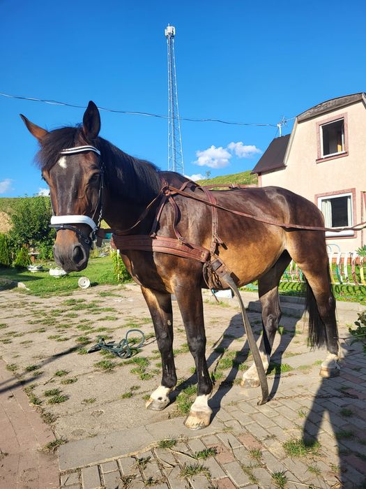 Uprząż, szory dla konia